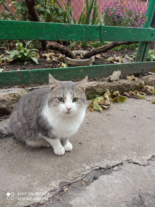 Ласкавий котик проситься в сім'ю