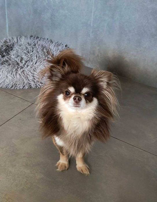 Chihuahua maleńki piesek