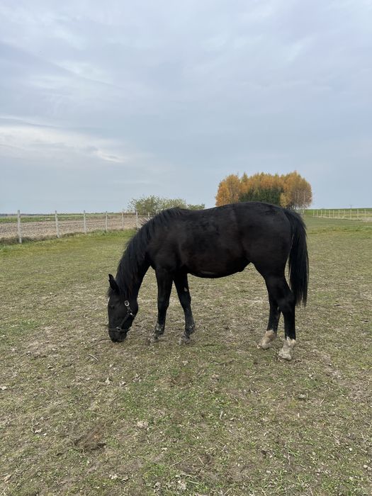 Klacz śląska 2 letnia