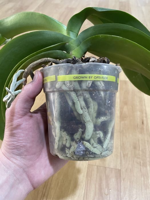 Орхідея біла  Phalaenopsis