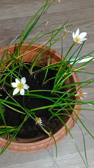 Вазон зефірантеса