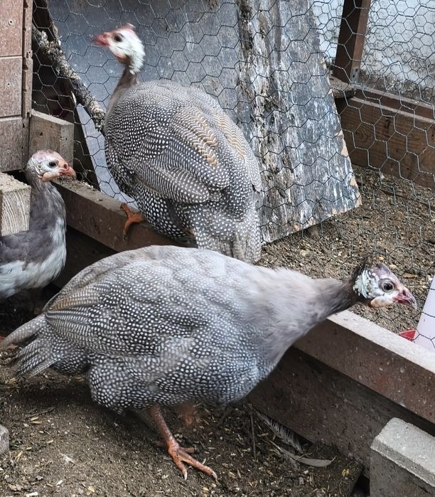 Perliczka z tego roku