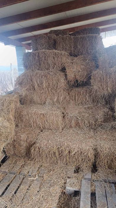 Сіно в тюках, отава в тюках , бали  опт - урожай 2025 року
