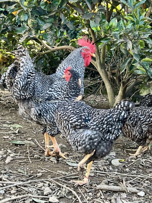 Ovos Galinha Pedrês Portuguesa