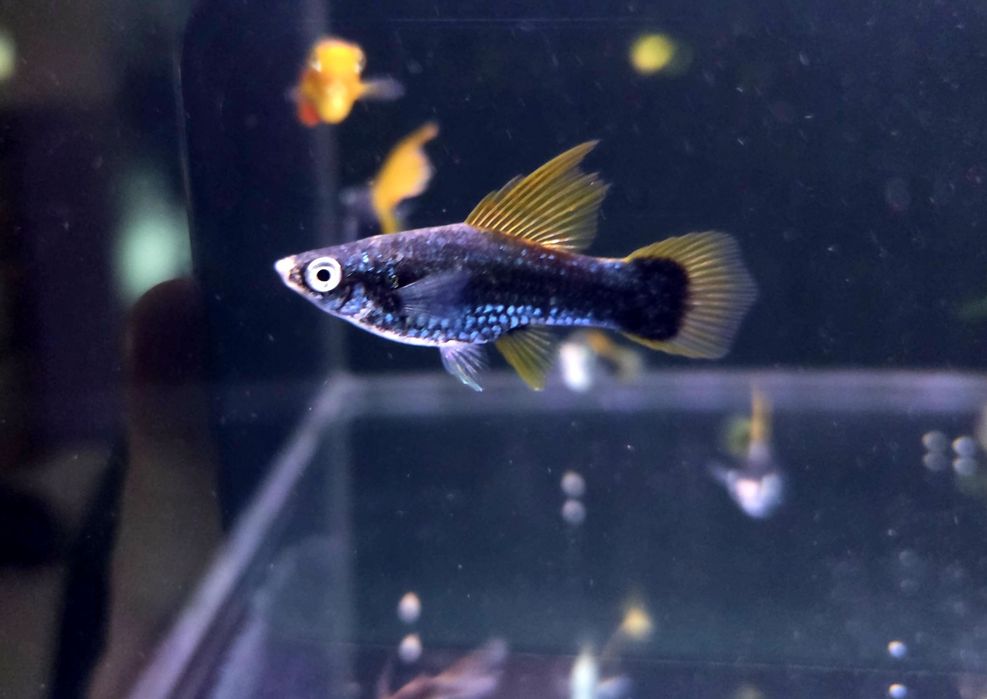 Mieczyk delta czarny