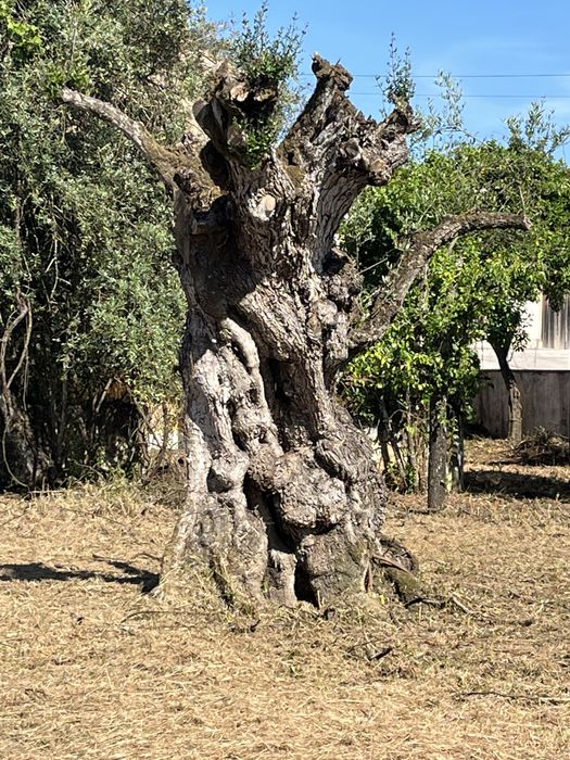 Lote de terreno super bem localizado a bom preço