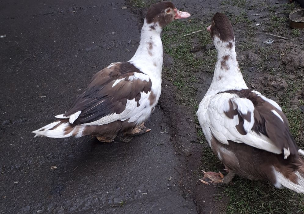 Продам молоді качки