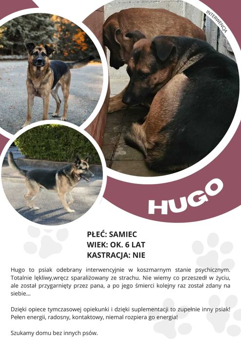 HUGO - ok. 6 letni pies