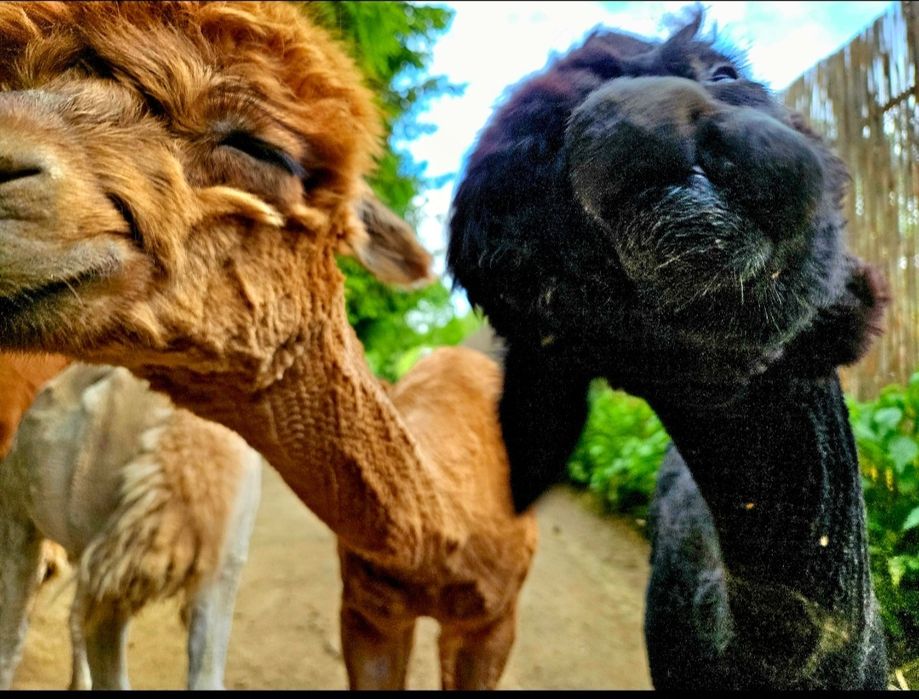 Alpaka na sprzedaż młoda