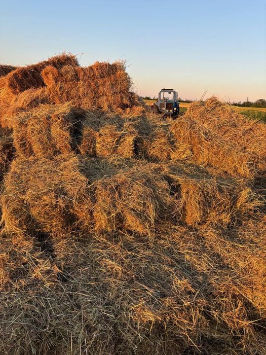 Продам сено луговое урожай 2026