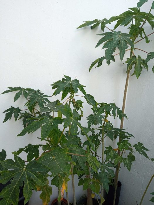 Vendo mamoes em vaso