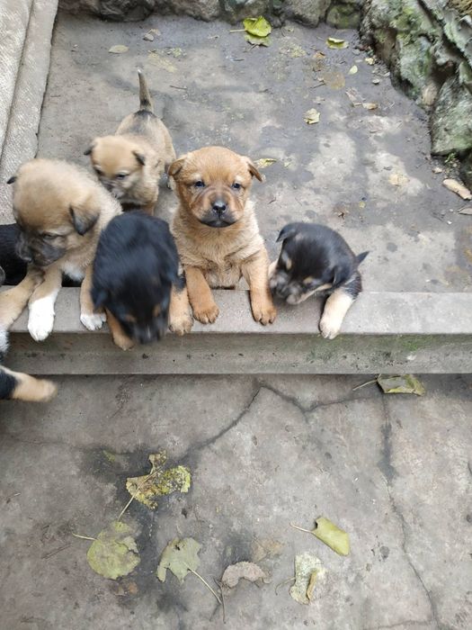 Цуценята двомісячні безкоштовно в добрі руки
