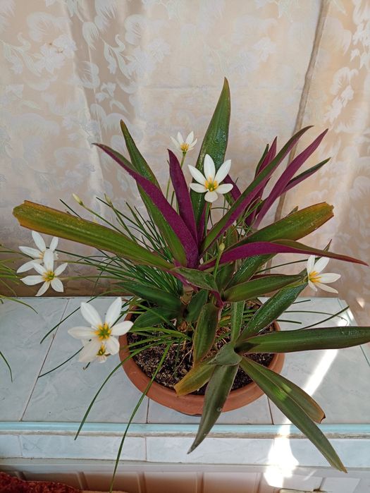 Квіткова композиція, рео (традесканція) + Зефірантес