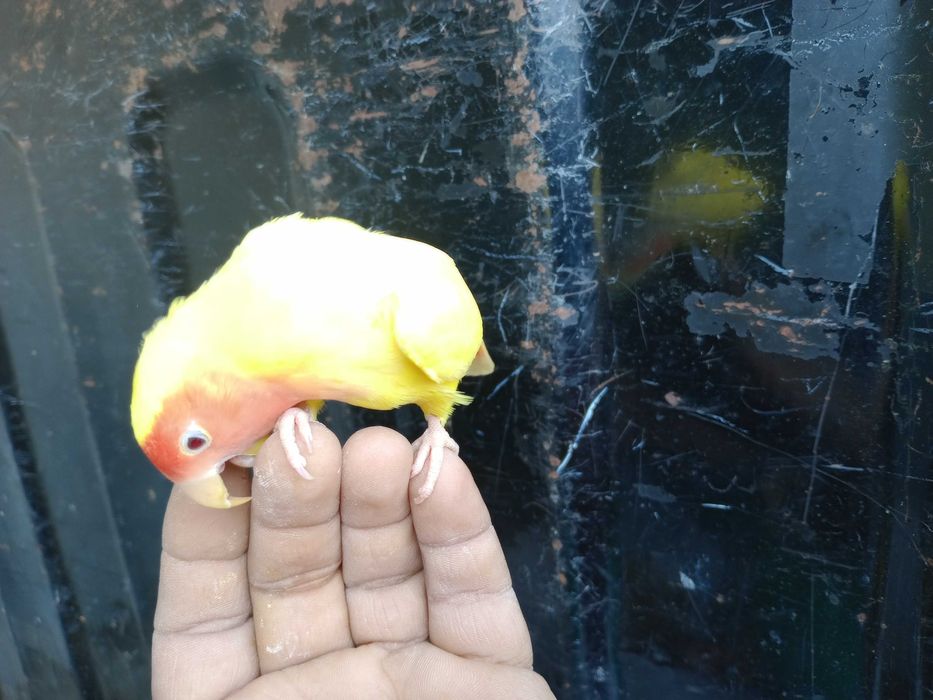 Vendo rossicoolis criados a mão meiguinhos