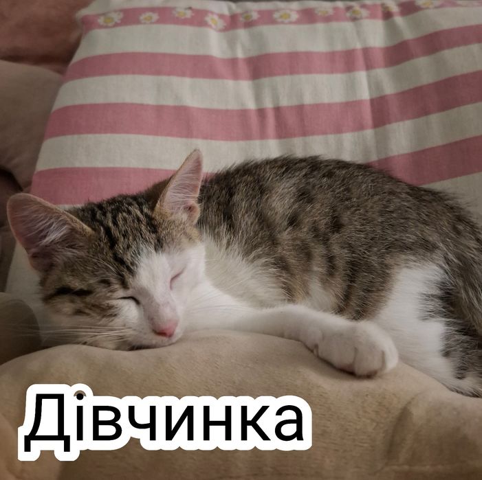 Безкоштовні кошенята