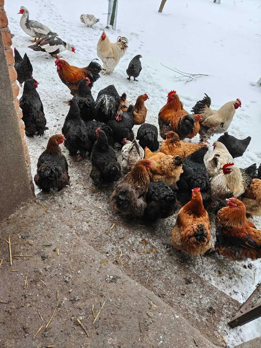 Kury koguty kaczki kaczory drób zeszłoroczny sprzedam