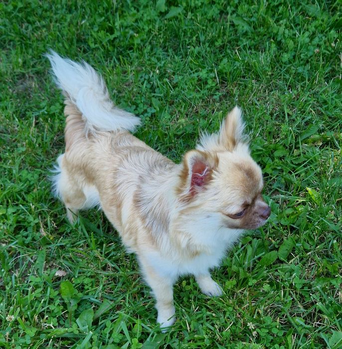 Piesek długowłosy Chihuahua