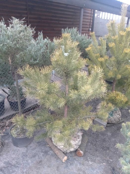 Сосна кримська 140-180 см. Розпродаж, низька ціна. Опт та роздріб