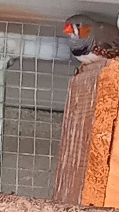 Vendo Mandarins machos