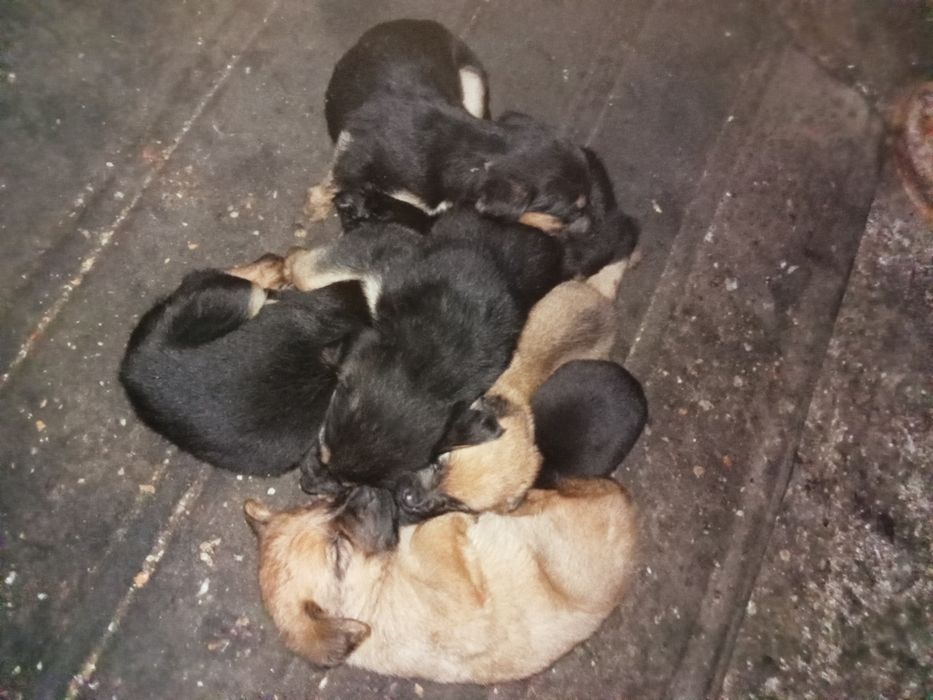 Cães bebés  para dar