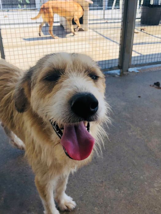 Jaerry - cao jovem de porte grande pra adoçao