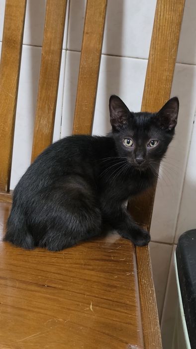 Gatinhos para adoção