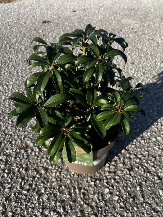 Pieris japonica variedades