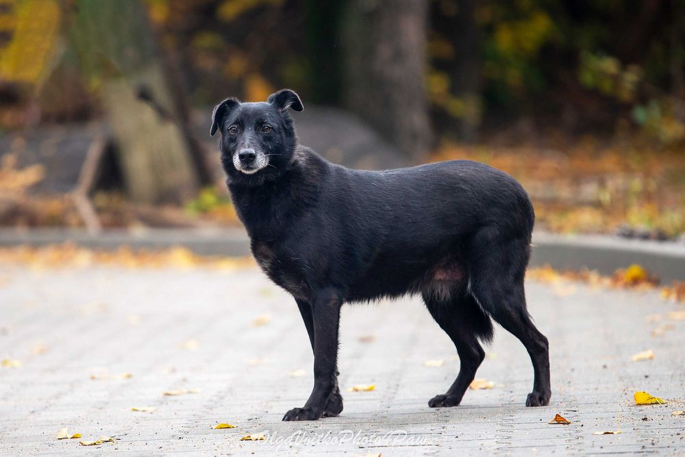 Віддам в добрі руки собаку дівчинку Аврору.