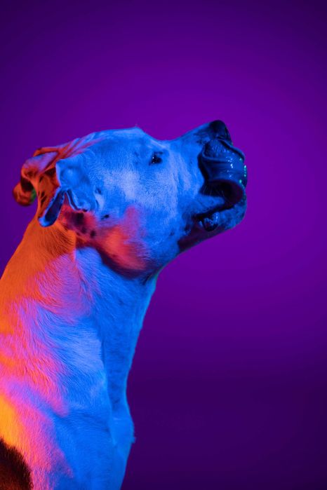 Вʼязка амстафф (American staffordshire terrier)
