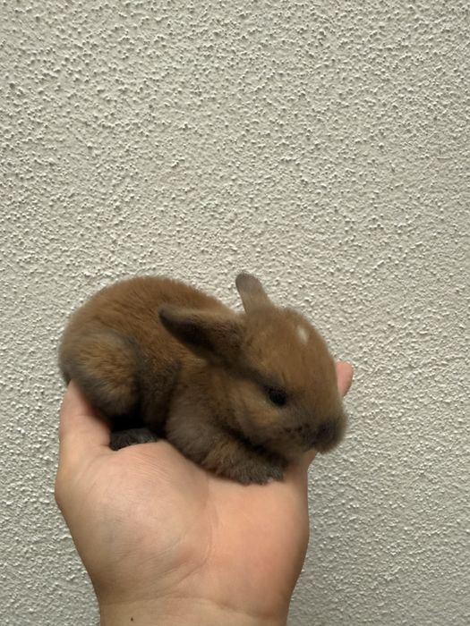 Coelhos Mini Lop