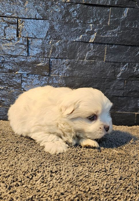 Bichon maltês espetacular