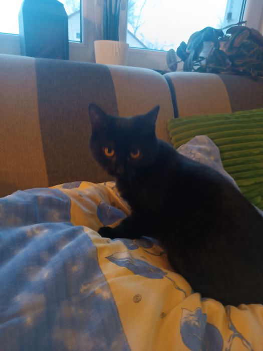 Oddam czarna kotkę.