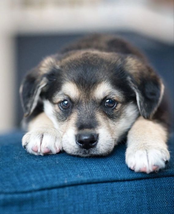 Цкценята безкоштовно