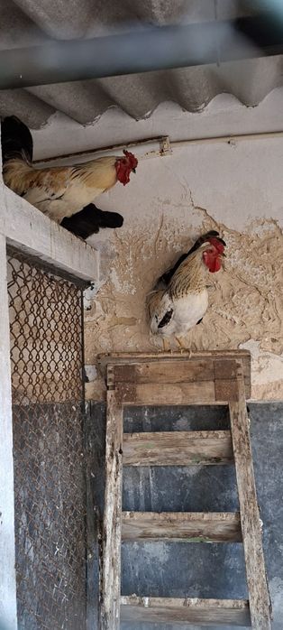 Galos e Galinhas Cocós de Várias Idades