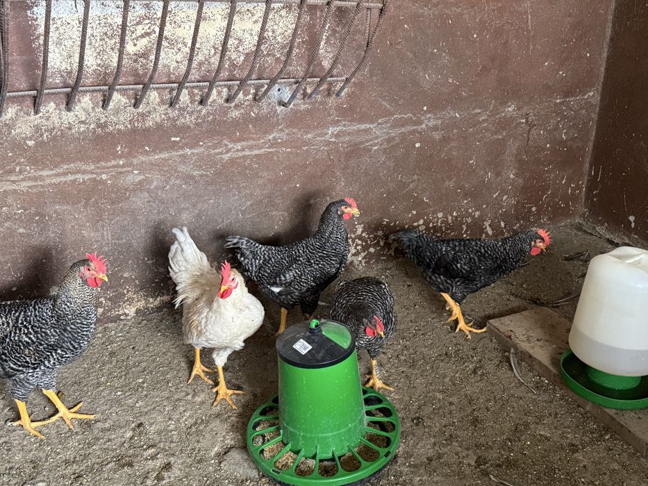 Frangos do campo