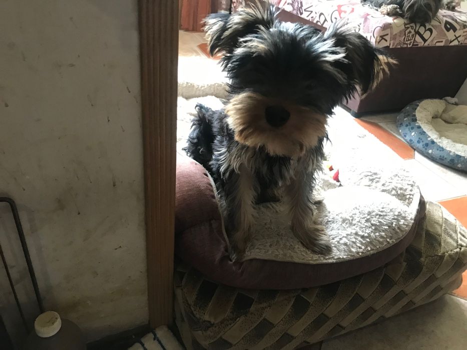 Маленькие Любимцы