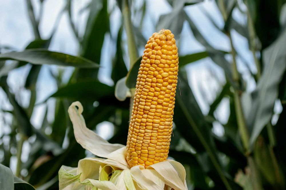 Kukurydza ISMERI FAO 250 (50 tys. nasion)