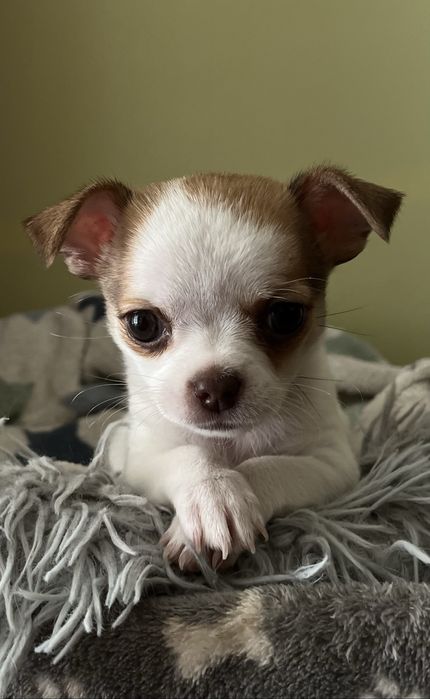 Wyjątkowa, malutka dziewczynka chihuahua .Rodowodowa, zaszczepiona, gotowa do odbioru!