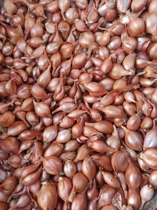 Кущівка цибулька