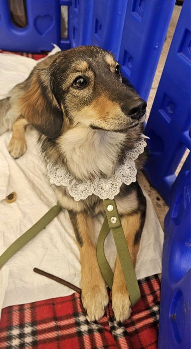 Собачка в добрі ручки!