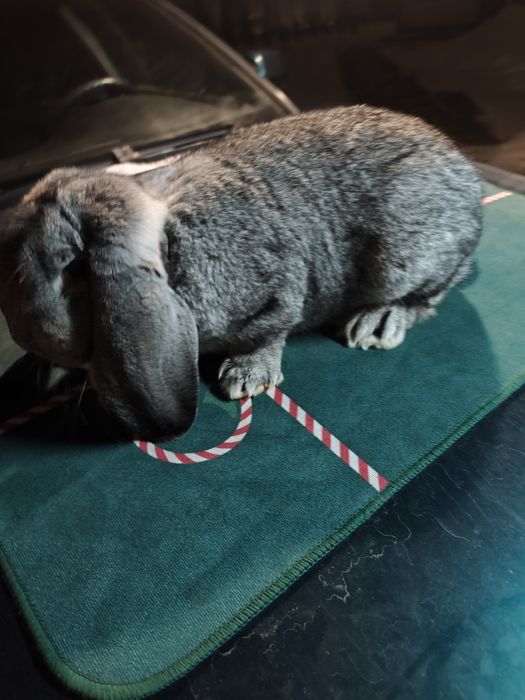 Samczyk Baran Francuski Szynszyl.