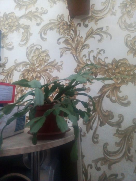 рождественник
