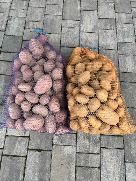 Ziemnaki bellarosa/lord