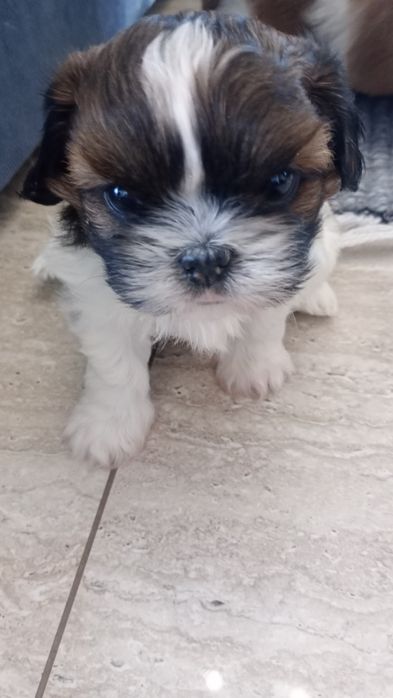 Shih TZU maluszek