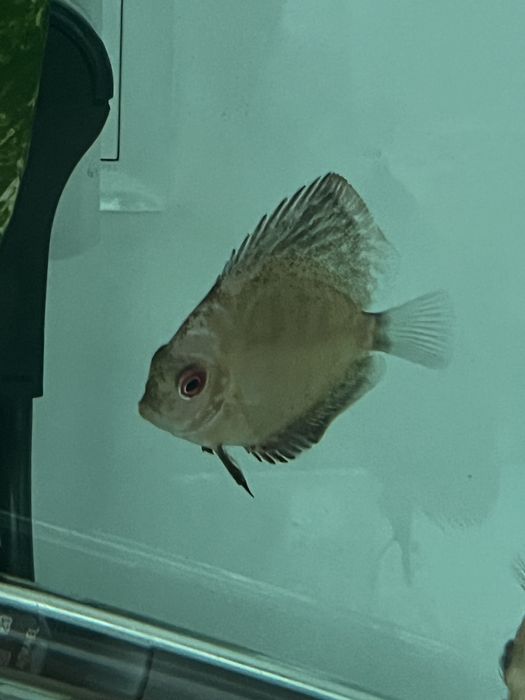 Discus juvenis mais de 5cm