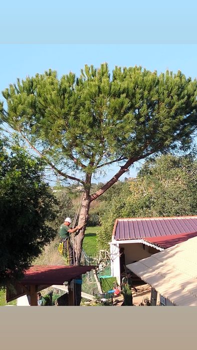 Abate de árvores/Podas e palmeiras