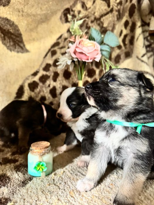 Cachorrinhos para dar