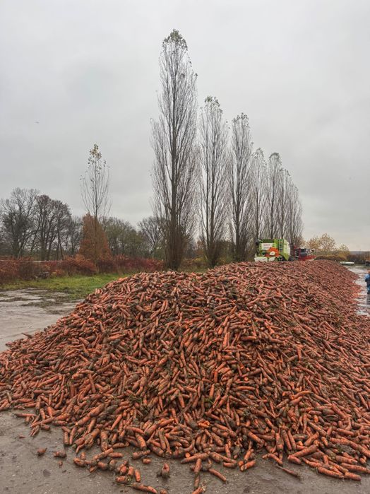 Ekologiczne marchewki