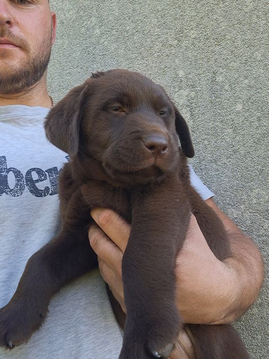 Labrador Retriever