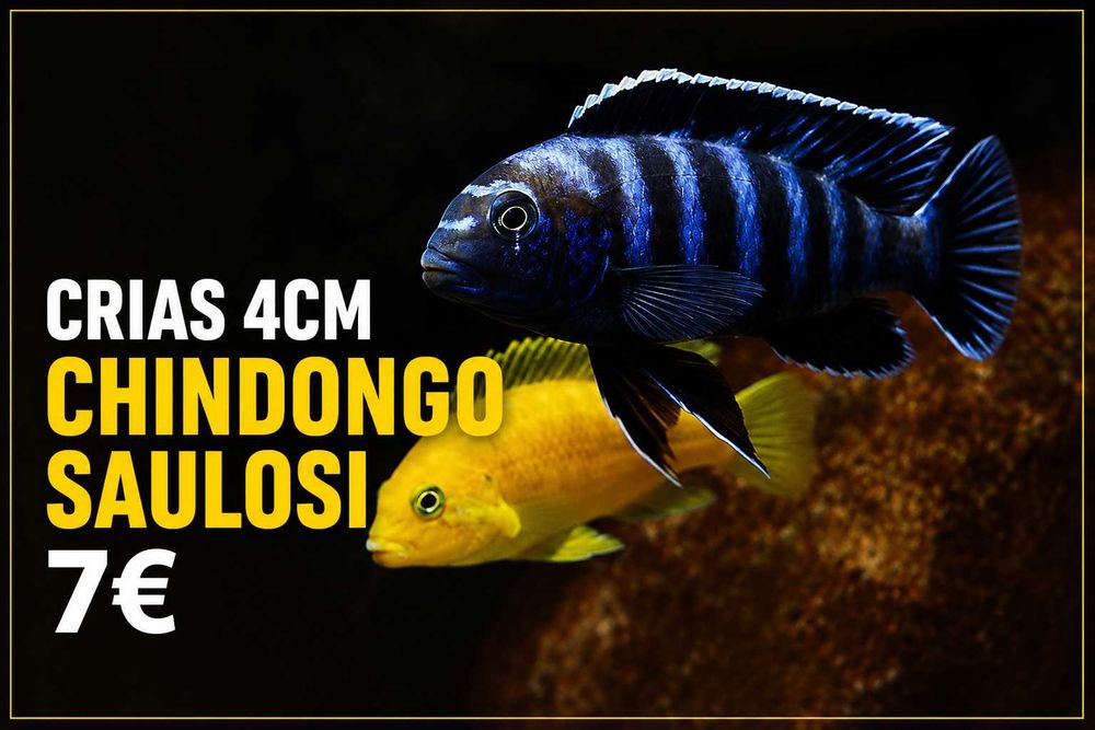 Chindongo Saulosi